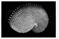 Batia Suter - © Jérémy Vitté