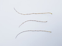 Sportmax - © Jérémy Vitté